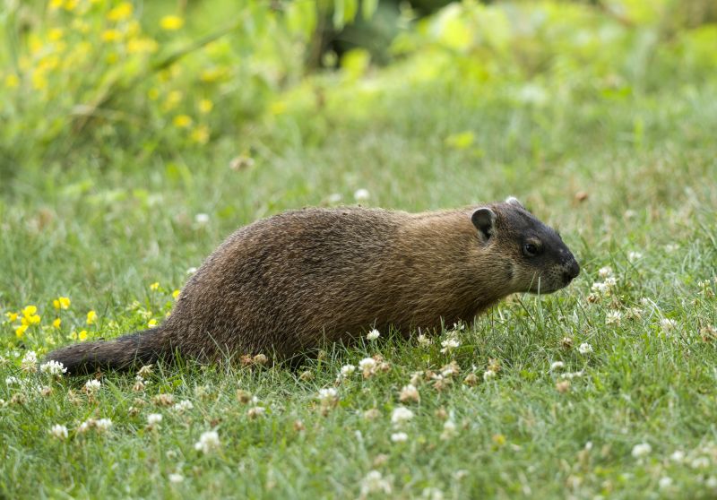 Contact About Groundhog Removal