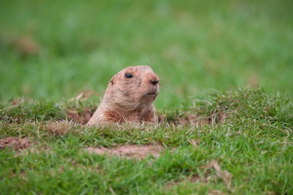 Groundhog Removal Service