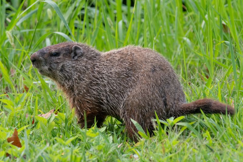 Groundhog Removal