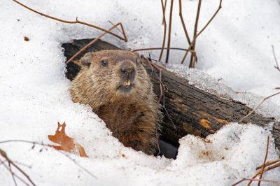 Groundhog Removal