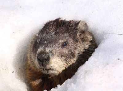 Groundhog Removal