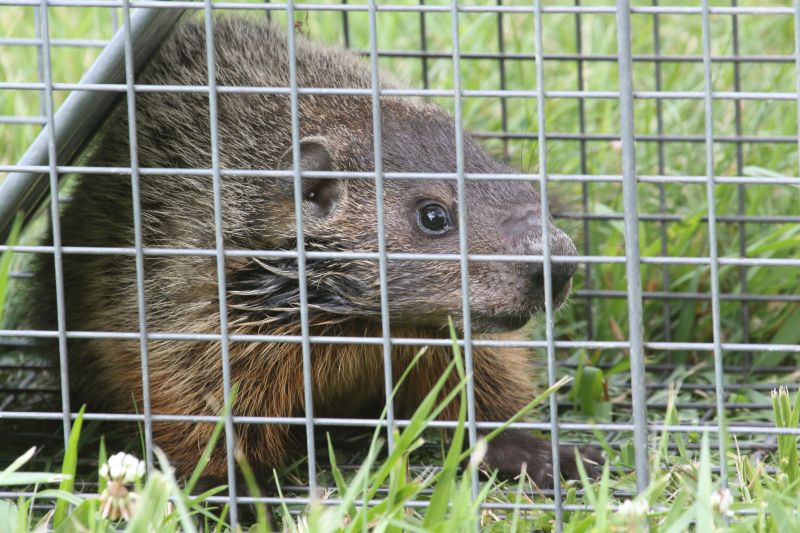 Groundhog Removal