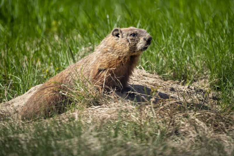 Cost of Groundhog Removal — Cost of Groundhog Removal