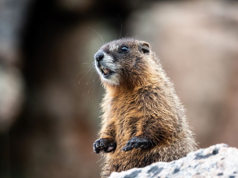 Cost of Groundhog Removal — Cost of Groundhog Removal