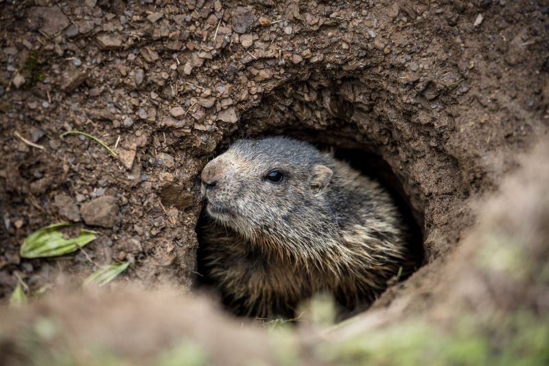 Cost of Groundhog Removal — Cost of Groundhog Removal