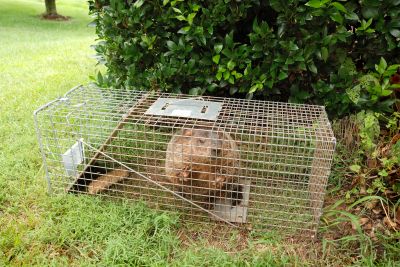 Cost of Groundhog Removal — Cost of Groundhog Removal