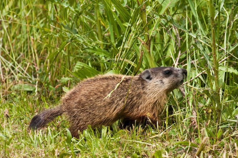 Groundhog Burrows And Their Impact On Property Stability