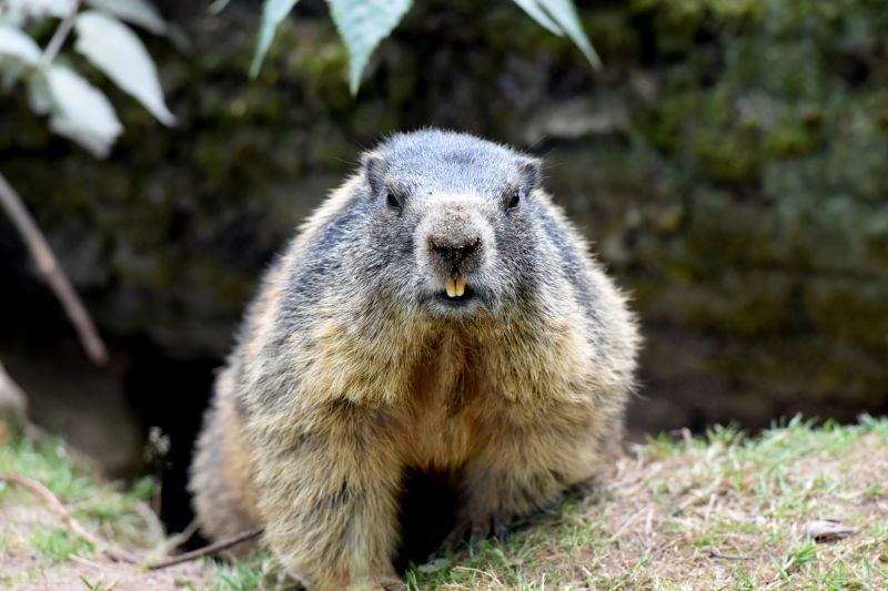 Groundhog Burrows And Their Impact On Property Stability