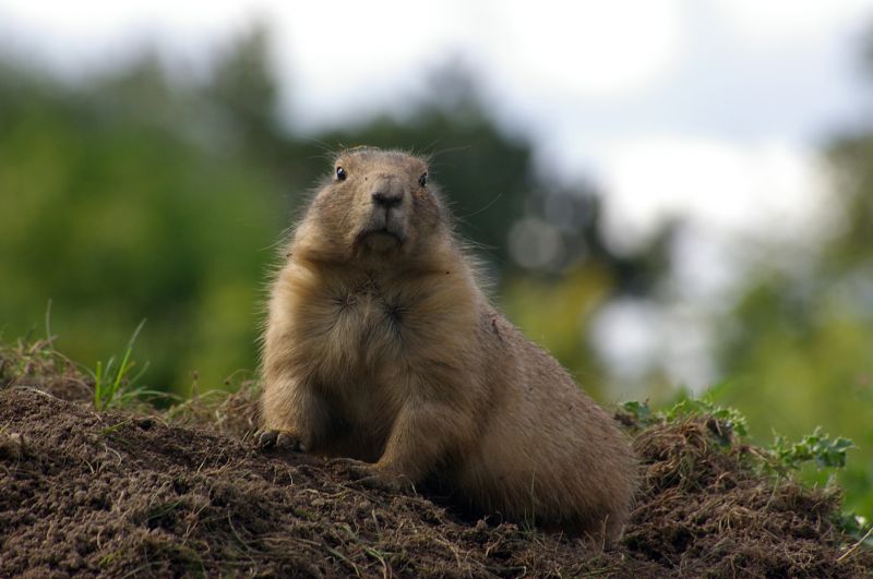 Health And Safety Risks Associated With Groundhog Activity
