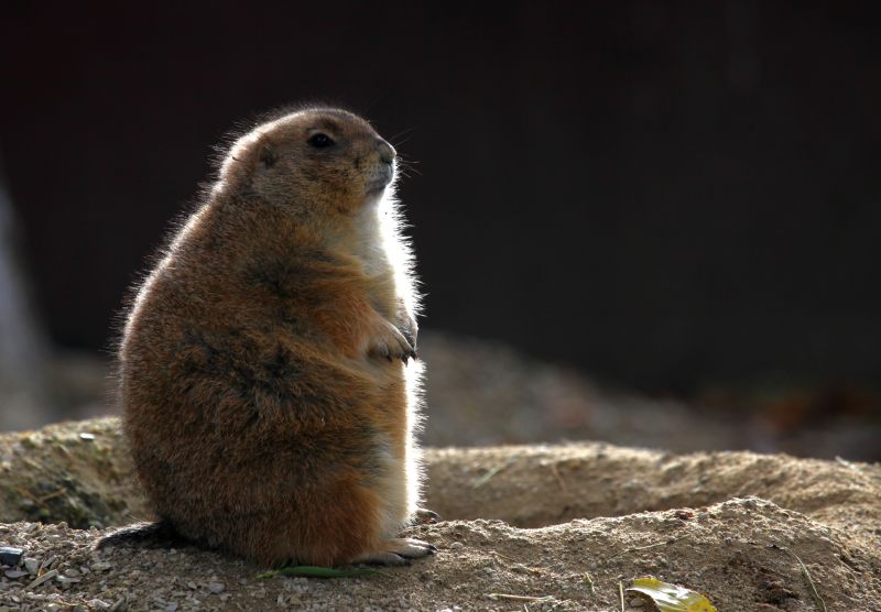 Health And Safety Risks Associated With Groundhog Activity