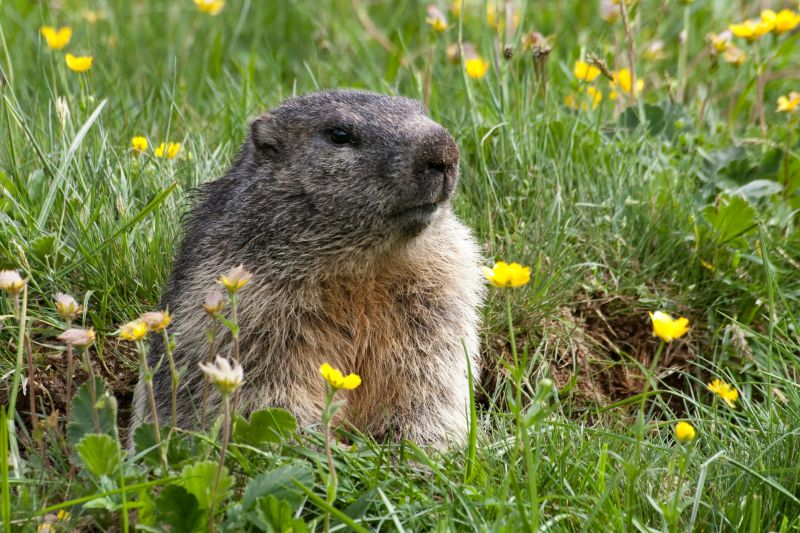 Health And Safety Risks Associated With Groundhog Activity