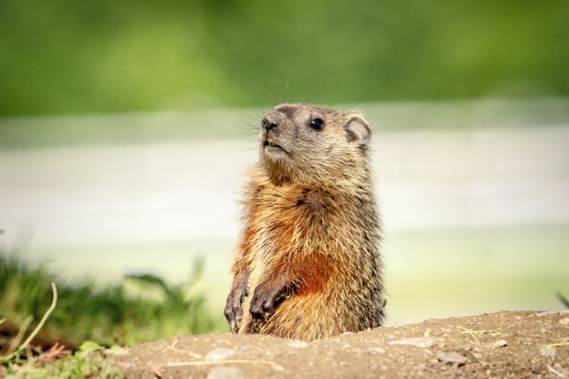Health And Safety Risks Associated With Groundhog Activity