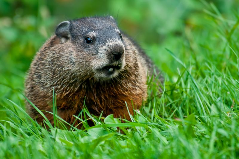 How Groundhogs Damage Lawns, Foundations, And Structures