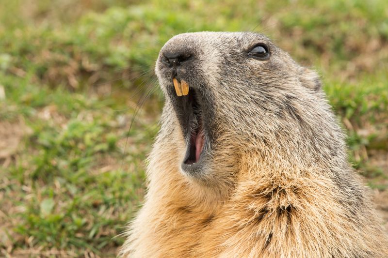 How Groundhogs Damage Lawns, Foundations, And Structures