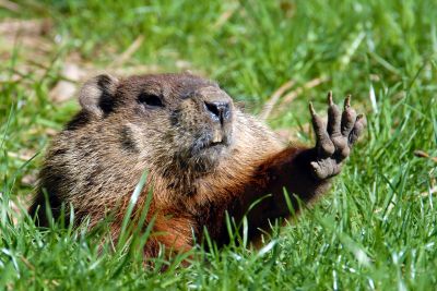 How Groundhogs Damage Lawns, Foundations, And Structures