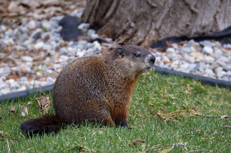 How Groundhogs Damage Lawns, Foundations, And Structures