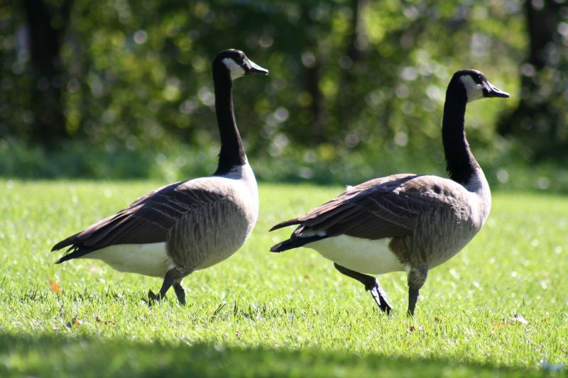 What To Expect During A Professional Wildlife Removal Visit