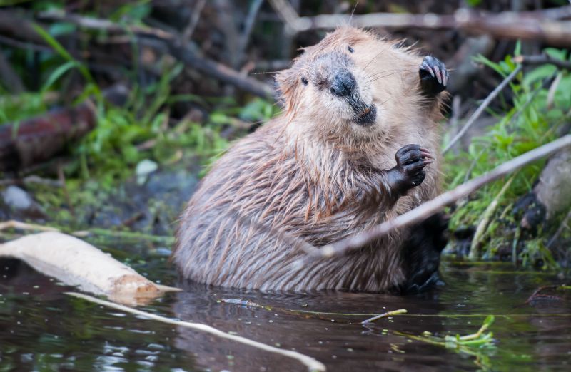 What To Expect During A Professional Wildlife Removal Visit
